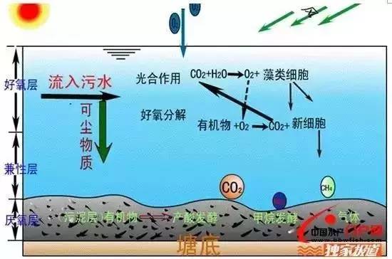 广东省海水富营养化现象研究