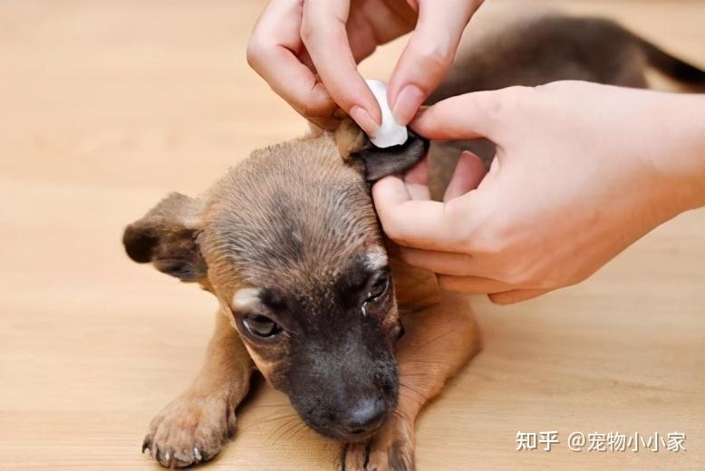 两个月狗狗的饮食指南，一天应该吃几顿？