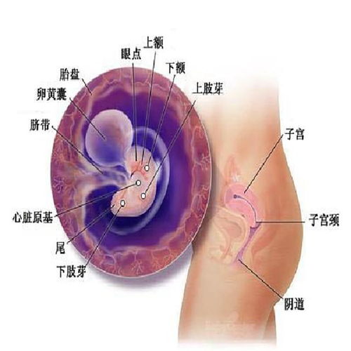 孕两个月胎儿的发育状况与大小