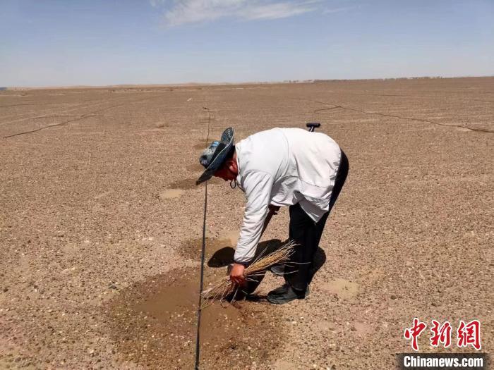 广东绿洲肥有限公司，繁荣与绿色的融合